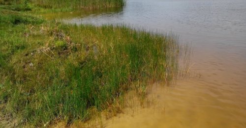 Озеро Тростяне у Волинській області