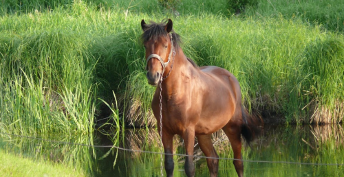 Рибалка у селі Грабівка, Житомирська область