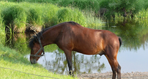 Рибалка у селі Грабівка, Житомирська область