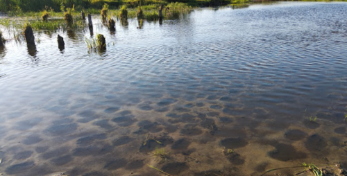 Рибалка в Ромашківці Волинської області