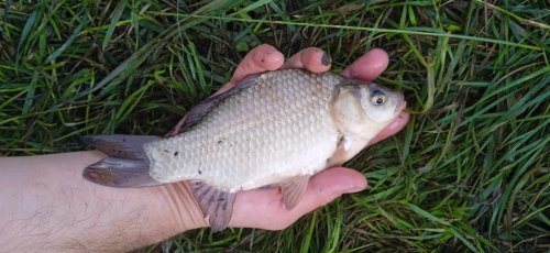 Рибалка у селі Велика Деражня, Житомирської області