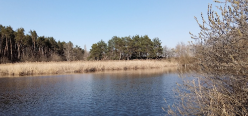 Риболовля та відпочинок на Швиридовському ставку