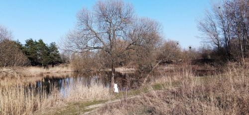 Риболовля та відпочинок на Швиридовському ставку