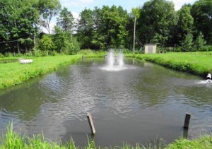 Форелевое хозяйство в Ганачевке Львовской области