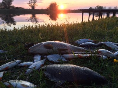 Озеро Куровичі у Львівській області
