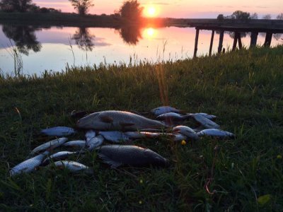 Озеро Куровичі у Львівській області