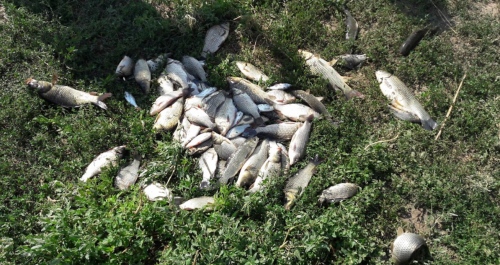 Рибалка на ставку в селі Петрівка, Запорізька область