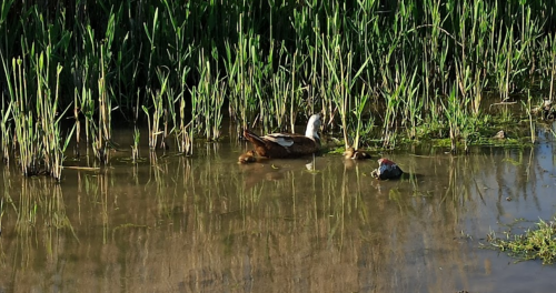 Рибалка на ставці у с. Зеленівка Запорізької області