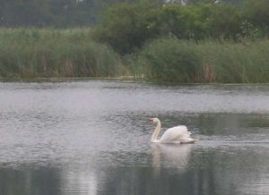 Озеро в Городыславичах Львовской области