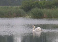 Озеро в Городыславичах Львовской области