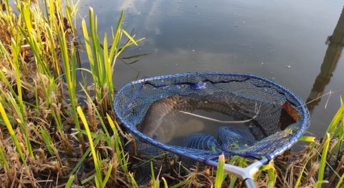 Рыбалка на Озеро Королек в Киеве Киевской области