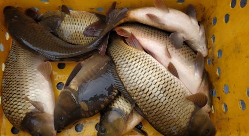 Рыбалка на Озеро Королек в Киеве Киевской области