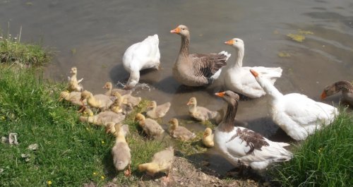 Риболовля на ставку в с. Урмань Тернопільської області