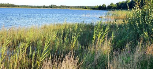 Риболовля та відпочинок на озері «Радожич» у Волинській області