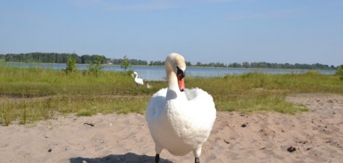 Риболовля та відпочинок на озері «Радожич» у Волинській області