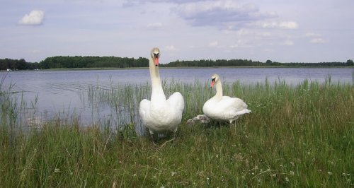 Риболовля та відпочинок на озері «Радожич» у Волинській області