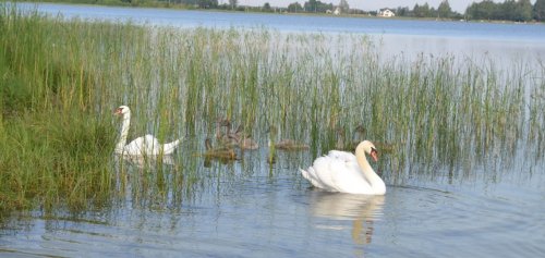 Риболовля та відпочинок на озері «Радожич» у Волинській області