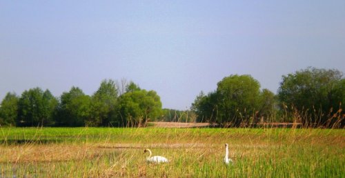 Озеро «Речицьке» у Волинській області