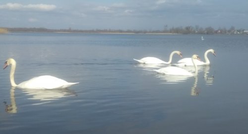 Озеро «Речицьке» у Волинській області