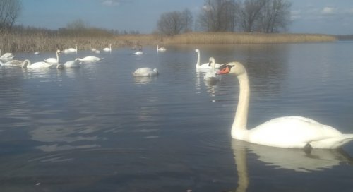 Озеро «Речицьке» у Волинській області