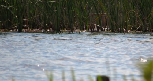 Озеро «Вінець»  у Волинській області