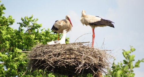 Озеро «Вінець»  у Волинській області