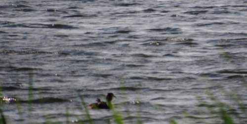 Озеро «Вінець»  у Волинській області