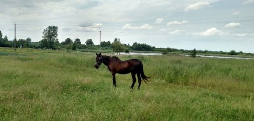 Рибалка біля селища Турійськ у Волинській області