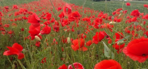 Рибалка біля селища Турійськ у Волинській області