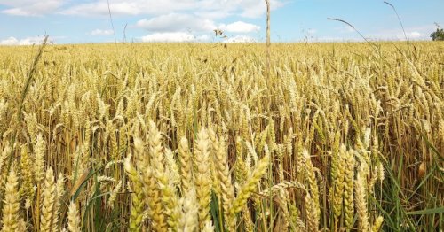 Рибалка біля села Марковичі у Волинській області