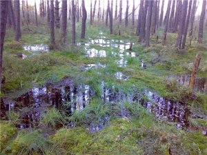 Рыбалка у села Марьяновка в Ровенской области-2