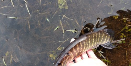 Рибалка біля села Зубільне у Волинській області