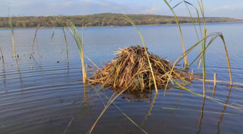 Червонооскольское водохранилище 
