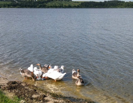Залозецький став у Тернопільській області