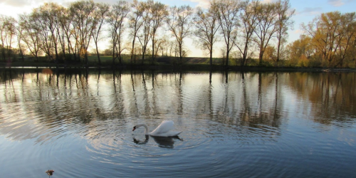 Ставок Ангелівка в Тернопільській області