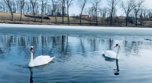 Ставок Ангелівка в Тернопільській області