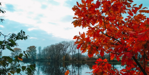 Ставок Ангелівка в Тернопільській області