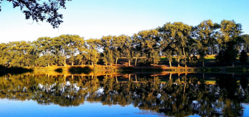 Ставок Ангелівка в Тернопільській області