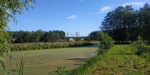 Ставок Вирля в Тернопільській області