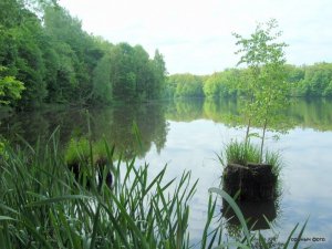 Рыбалка на речке Замчисько  у села Мал. Любаша в Ровенской области-2