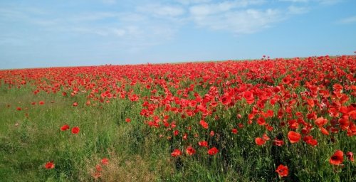 Риболовля в Бариші Тернопільської області