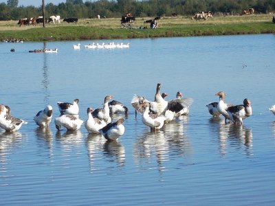 Рибалка у Болехові 
