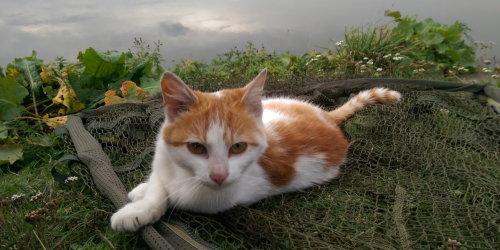 Риболовля у Вишнівці Тернопільської області