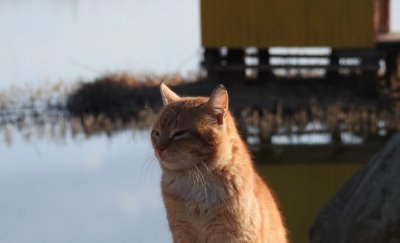 Рыболовно-охотничья база «Воронуха»