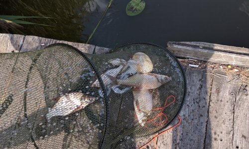 Рыбалка Генеральские озера в Киевской области